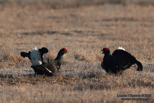 ORRE / BLACK GROUSE (Lyrurus tetrax)