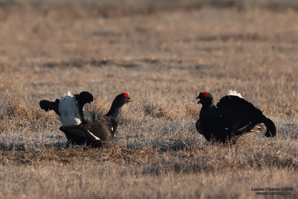 ORRE / BLACK GROUSE (Lyrurus tetrax) - Stäng / Close