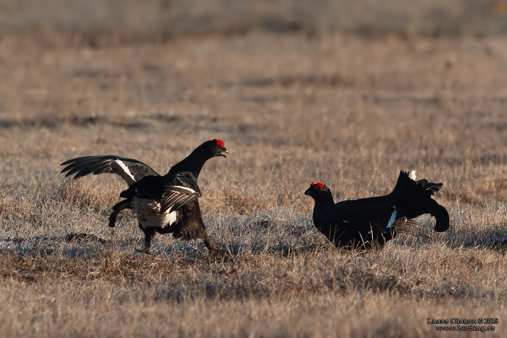 ORRE / BLACK GROUSE (Lyrurus tetrax) - Stäng / Close