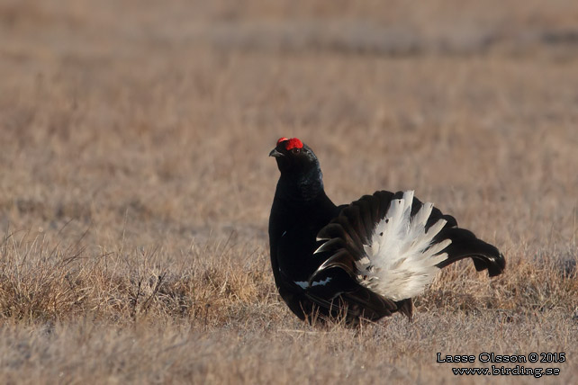 ORRE / BLACK GROUSE (Lyrurus tetrax)