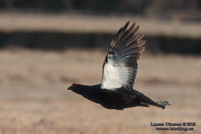 ORRE / BLACK GROUSE (Lyrurus tetrax)