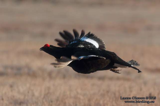 ORRE / BLACK GROUSE (Lyrurus tetrax)