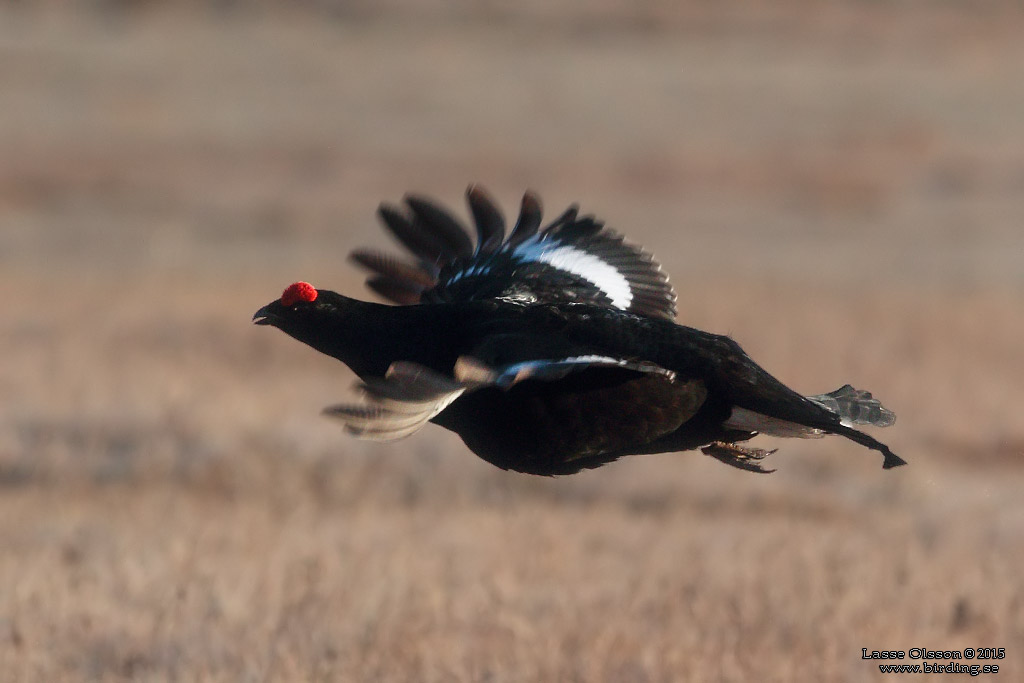 ORRE / BLACK GROUSE (Lyrurus tetrax) - Stäng / Close