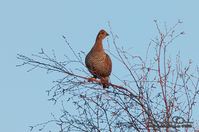 ORRE / BLACK GROUSE (Lyrurus tetrax)