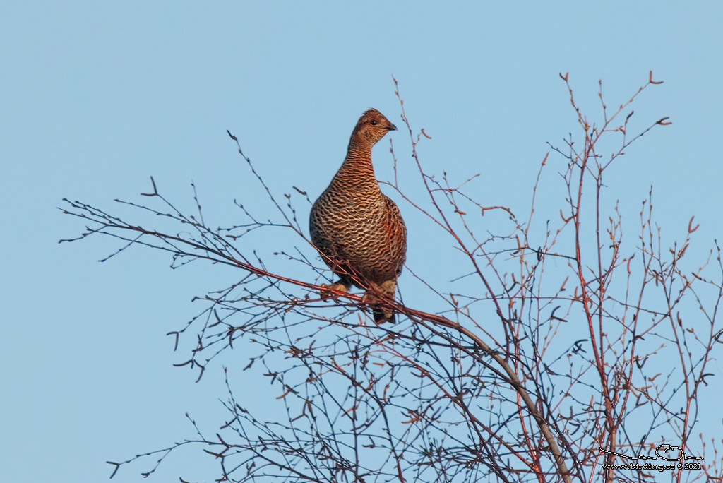 ORRE / BLACK GROUSE (Lyrurus tetrax) - Stäng / Close