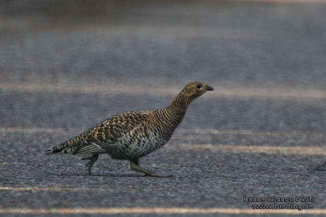 ORRE / BLACK GROUSE (Lyrurus tetrax)