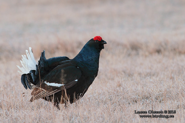 ORRE / BLACK GROUSE (Lyrurus tetrax)