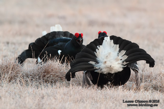 ORRE / BLACK GROUSE (Lyrurus tetrax)