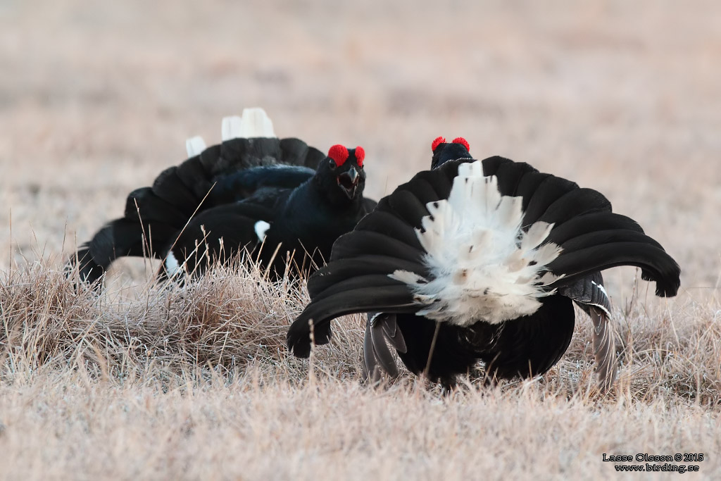 ORRE / BLACK GROUSE (Lyrurus tetrax) - Stäng / Close