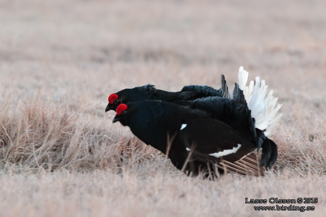 ORRE / BLACK GROUSE (Lyrurus tetrax)