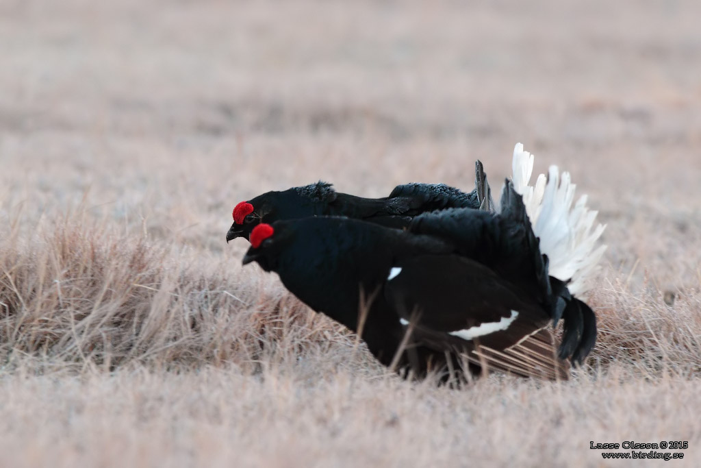 ORRE / BLACK GROUSE (Lyrurus tetrax) - Stäng / Close