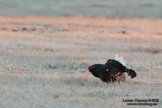 ORRE / BLACK GROUSE (Lyrurus tetrax)