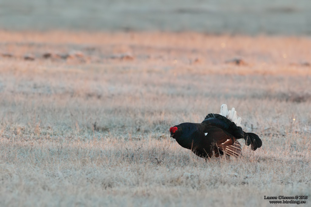 ORRE / BLACK GROUSE (Lyrurus tetrax) - Stäng / Close