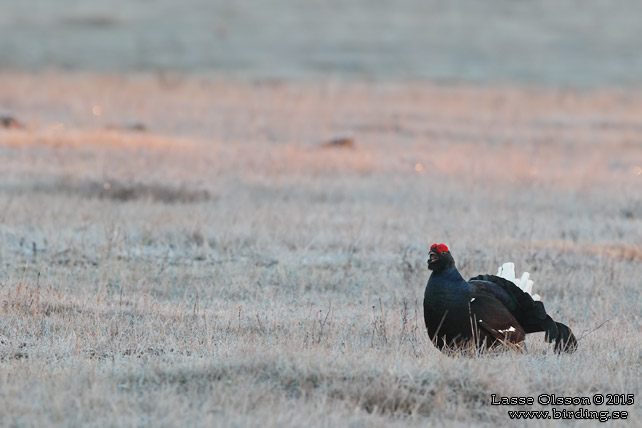 ORRE / BLACK GROUSE (Lyrurus tetrax)