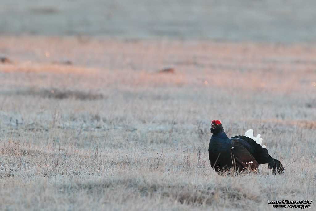 ORRE / BLACK GROUSE (Lyrurus tetrax) - Stäng / Close