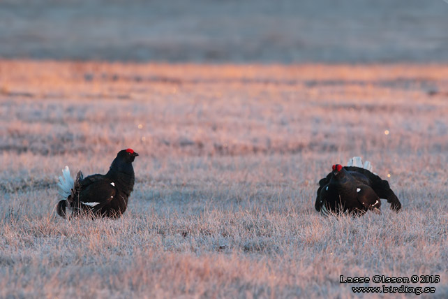 ORRE / BLACK GROUSE (Lyrurus tetrax)