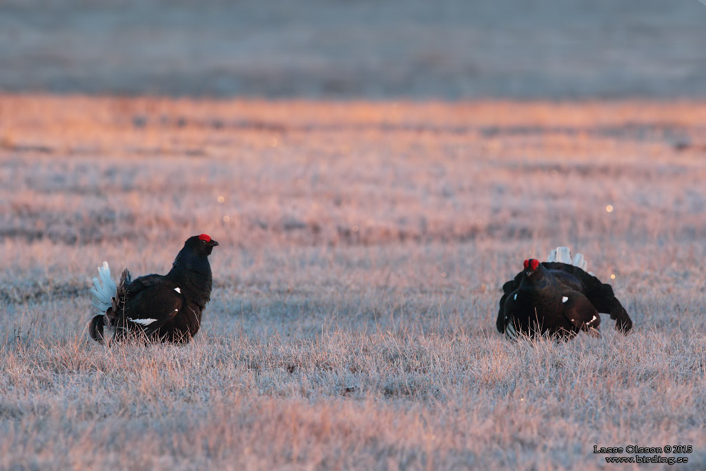 ORRE / BLACK GROUSE (Lyrurus tetrax) - Stäng / Close