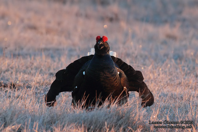 ORRE / BLACK GROUSE (Lyrurus tetrax)