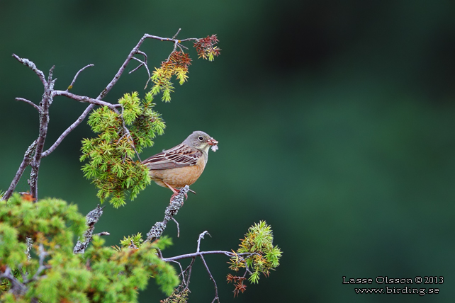 ORTOLANSPARV / ORTULAN BUNTING (Emberiza hortulana)