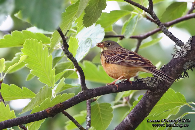 ORTOLANSPARV / ORTULAN BUNTING (Emberiza hortulana)