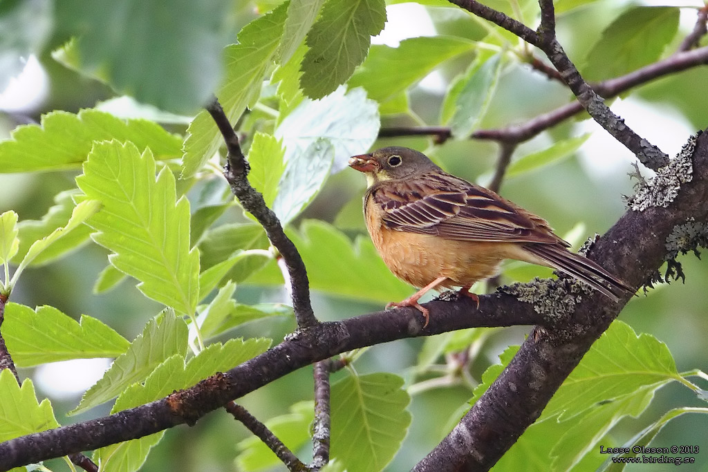 ORTOLANSPARV / ORTULAN BUNTING (Emberiza hortulana) - Stng / Close