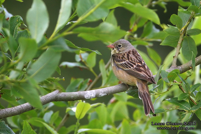 ORTOLANSPARV / ORTULAN BUNTING (Emberiza hortulana)