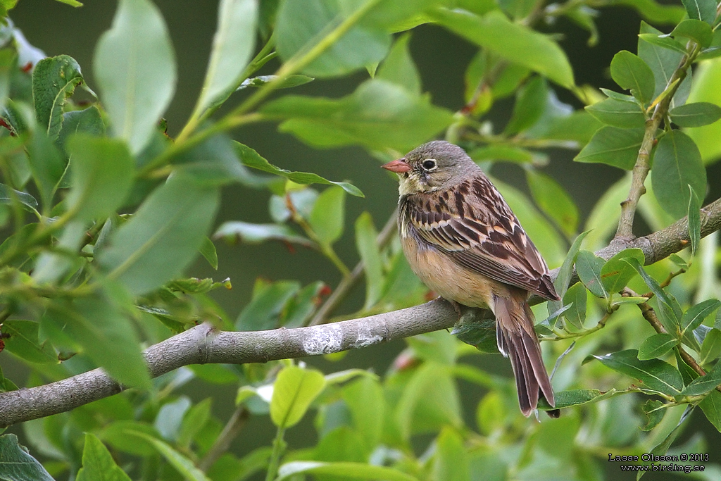 ORTOLANSPARV / ORTULAN BUNTING (Emberiza hortulana) - Stng / Close