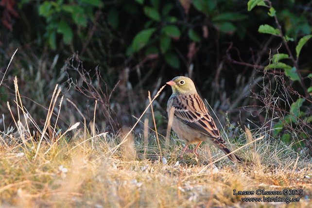 ORTOLANSPARV / ORTULAN BUNTING (Emberiza hortulana)