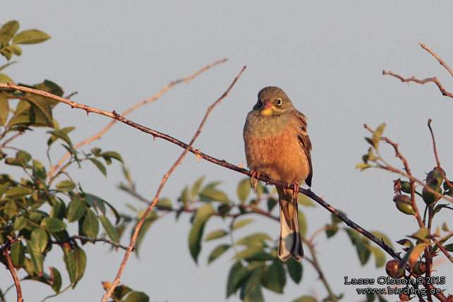 ORTOLANSPARV / ORTULAN BUNTING (Emberiza hortulana)