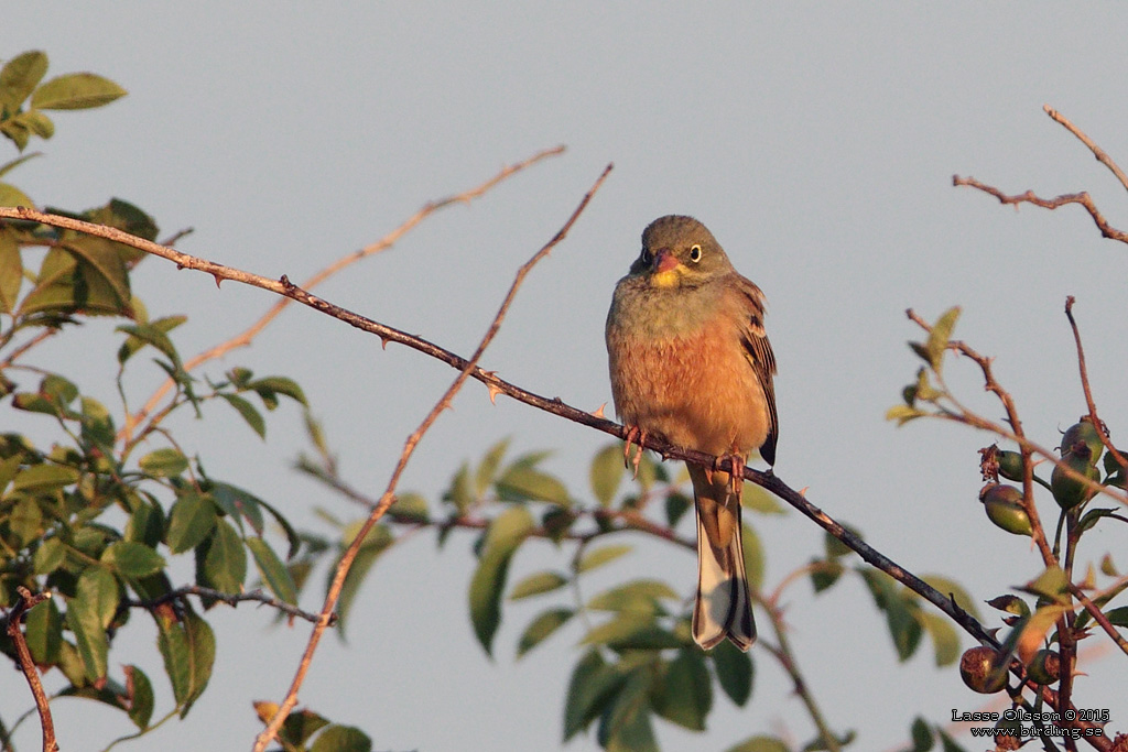 ORTOLANSPARV / ORTULAN BUNTING (Emberiza hortulana) - Stng / Close