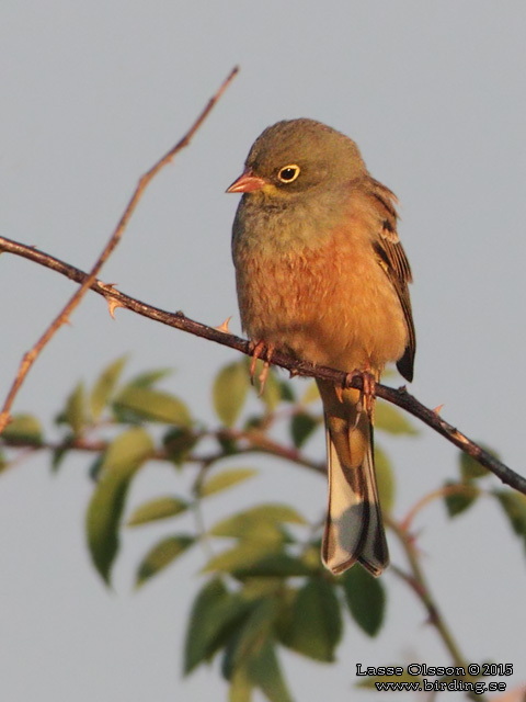 ORTOLANSPARV / ORTULAN BUNTING (Emberiza hortulana)