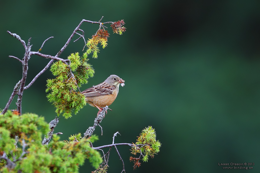 ORTOLANSPARV / ORTULAN BUNTING (Emberiza hortulana) - Stng / Close