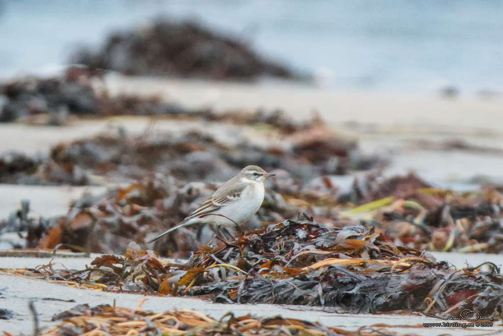 STLIG GULRLA / EASTERN YELLOW WAGTAIL (Motacilla tschutschensis) - Stng / Close