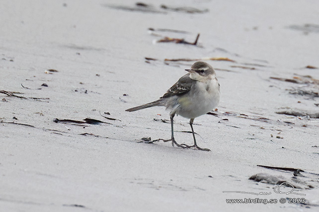 ÖSTLIG GULÄRLA / EASTERN YELLOW WAGTAIL (Motacilla tschutschensis) - stor bild / full size