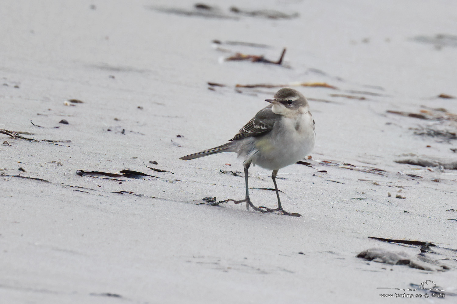 STLIG GULRLA / EASTERN YELLOW WAGTAIL (Motacilla tschutschensis) - Stng / Close