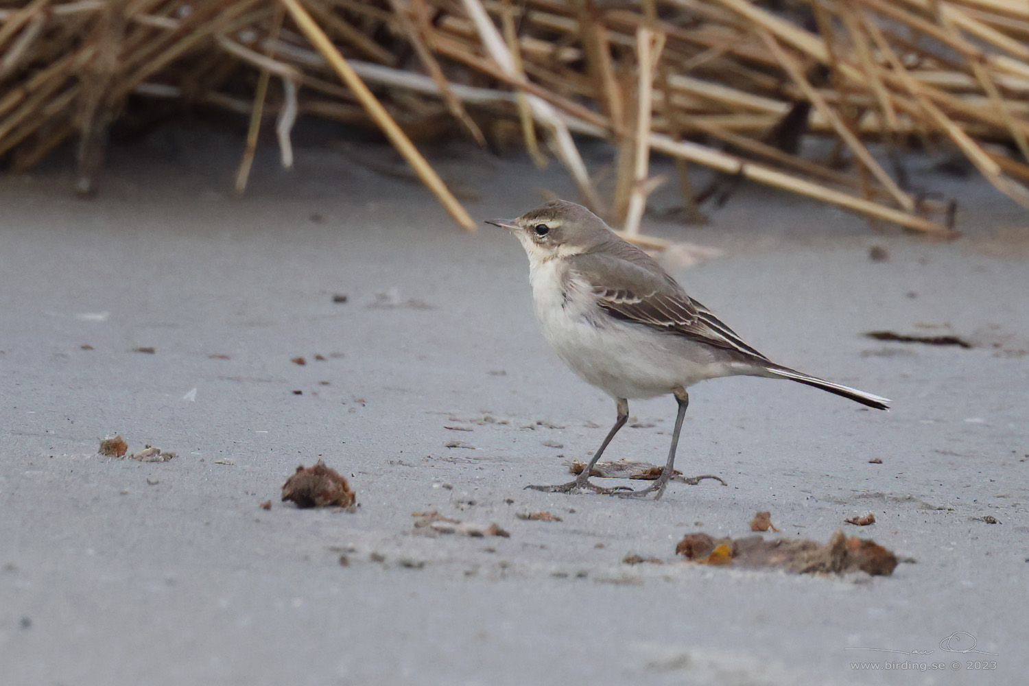 STLIG GULRLA / EASTERN YELLOW WAGTAIL (Motacilla tschutschensis) - Stng / Close