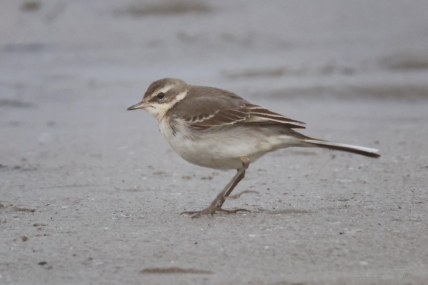 STLIG GULRLA / EASTERN YELLOW WAGTAIL (Motacilla tschutschensis) - Stng / Close