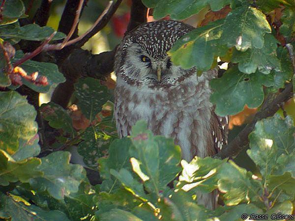 PRLUGGLA / BOREAL OWL (Aegolius funereus)