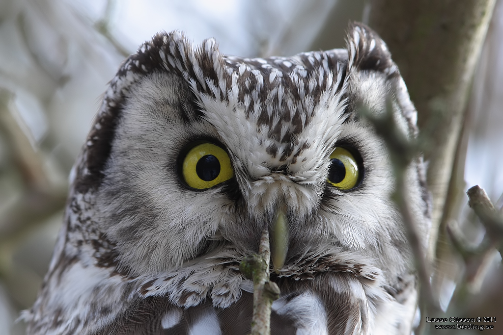 PRLUGGLA / BOREAL OWL (Aegolius funereus) - Stng / Close