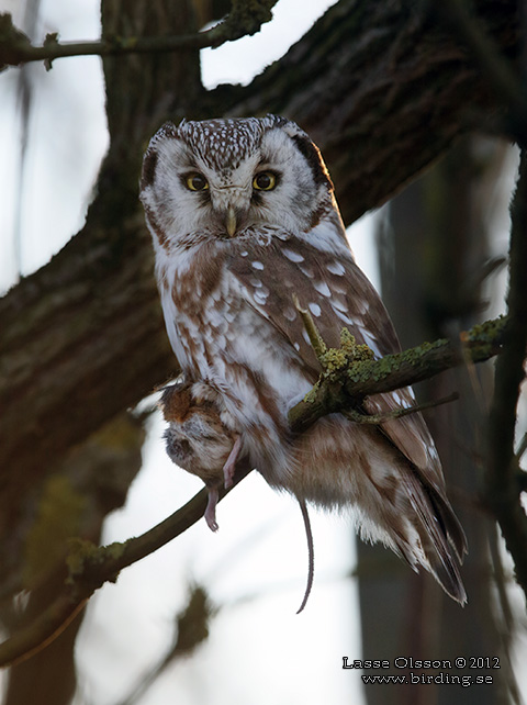 PÄRLUGGLA / BOREAL OWL (Aegolius funereus) - STOR BILD / FULL SIZE