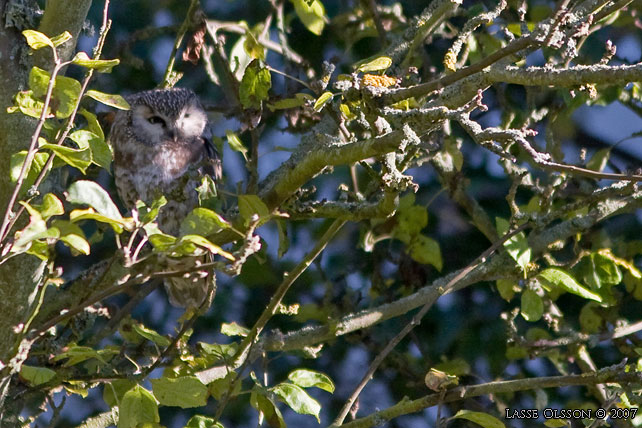 PRLUGGLA / BOREAL OWL (Aegolius funereus) - stor bild / full size