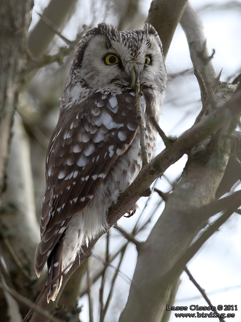 PÄRLUGGLA / BOREAL OWL (Aegolius funereus) - stor bild / full size