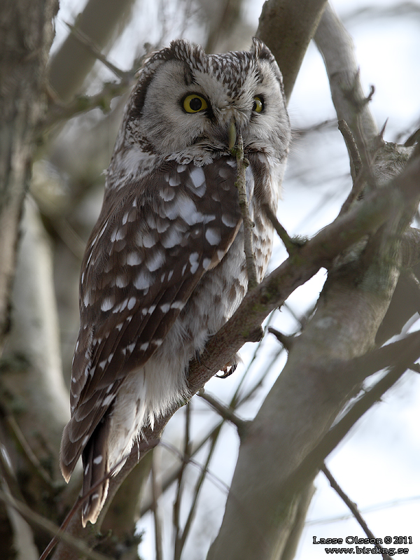 PRLUGGLA / BOREAL OWL (Aegolius funereus) - Stng / Close