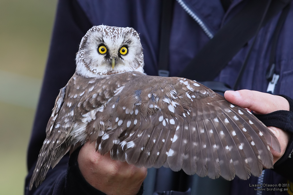 PRLUGGLA / BOREAL OWL (Aegolius funereus) - Stng / Close