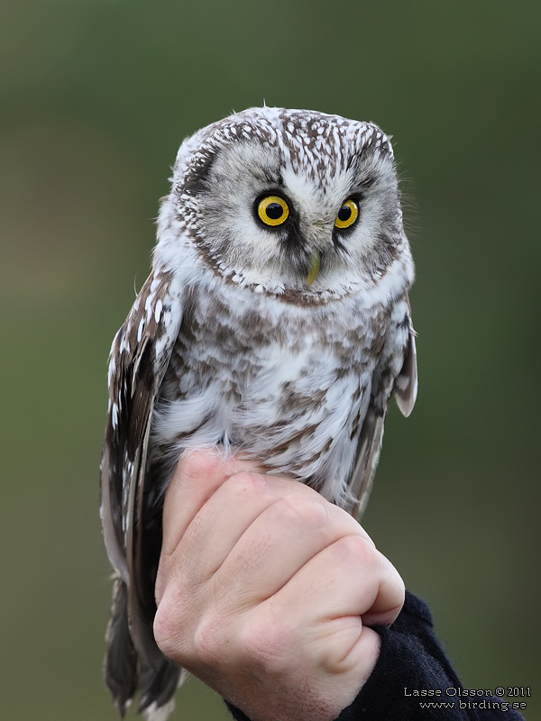 PRLUGGLA / BOREAL OWL (Aegolius funereus) - Stng / Close