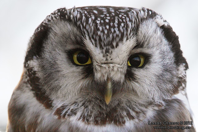 PÄRLUGGLA / BOREAL OWL (Aegolius funereus) - STOR BILD / FULL SIZE