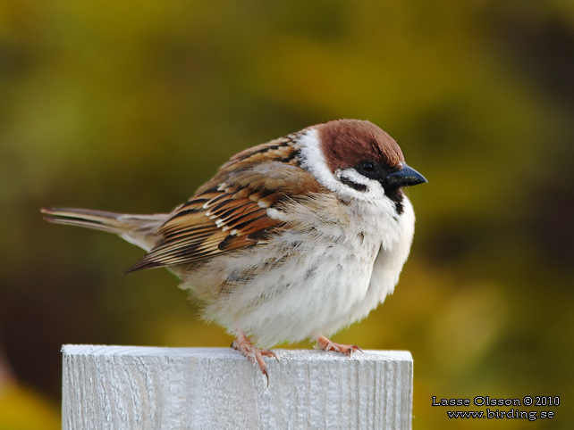 PILFINK / EURASIAN TREE SPARROW (Passer montanus) - stor bild / full size