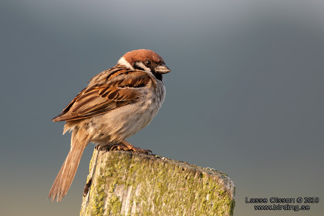 PILFINK / EURASIAN TREE SPARROW (Passer montanus) - stor bild / full size