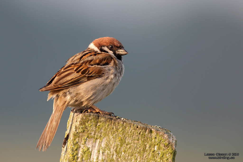 PILFINK / EURASIAN TREE SPARROW (Passer montanus) - Stng / Close