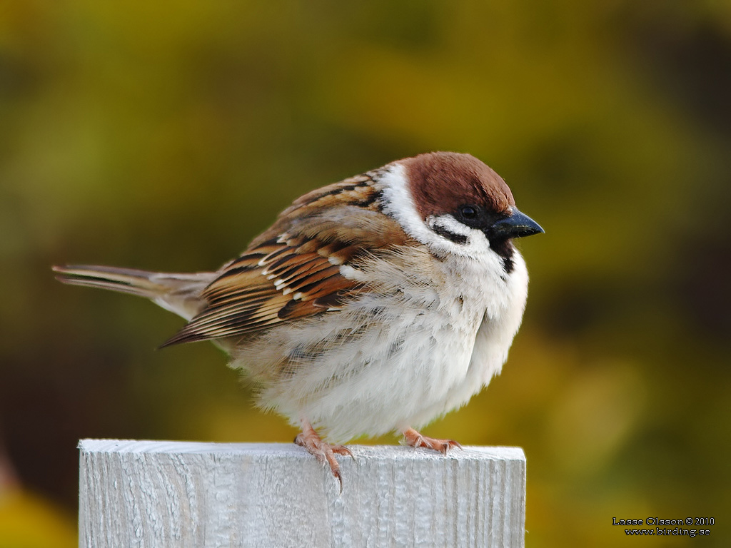 PILFINK / EURASIAN TREE SPARROW (Passer montanus) - Stng / Close